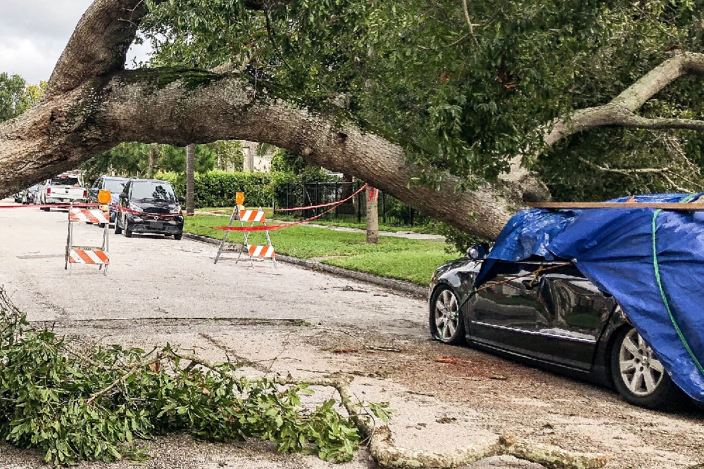 Odszkodowanie za uszkodzenie samochodu przez drzewo